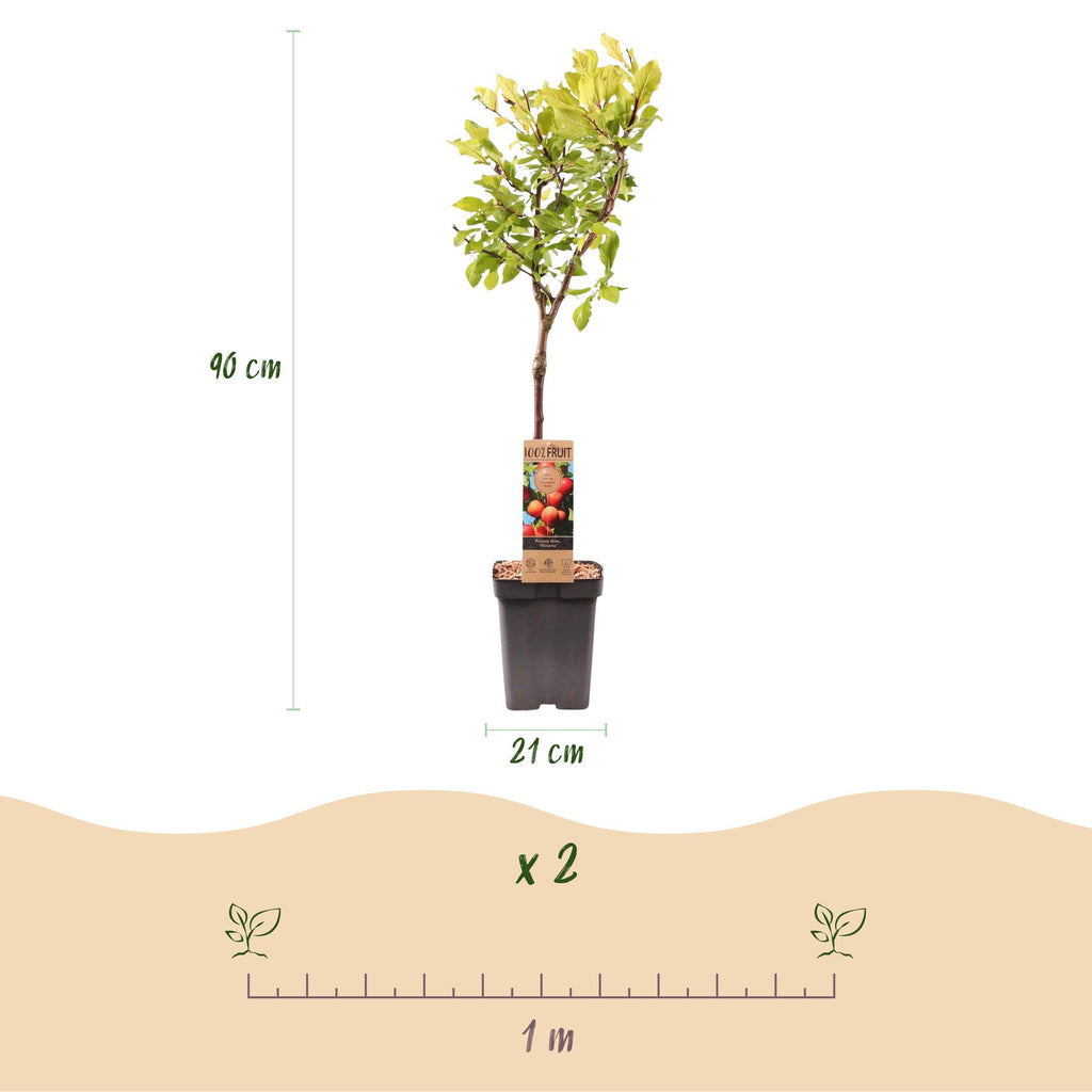 Fruitboom - Prunus domestica Victoria - Appelboom - Winterhard - Roze-Oranje Appel - 1 Plant - Pot 21cm - Hoogte 90cm