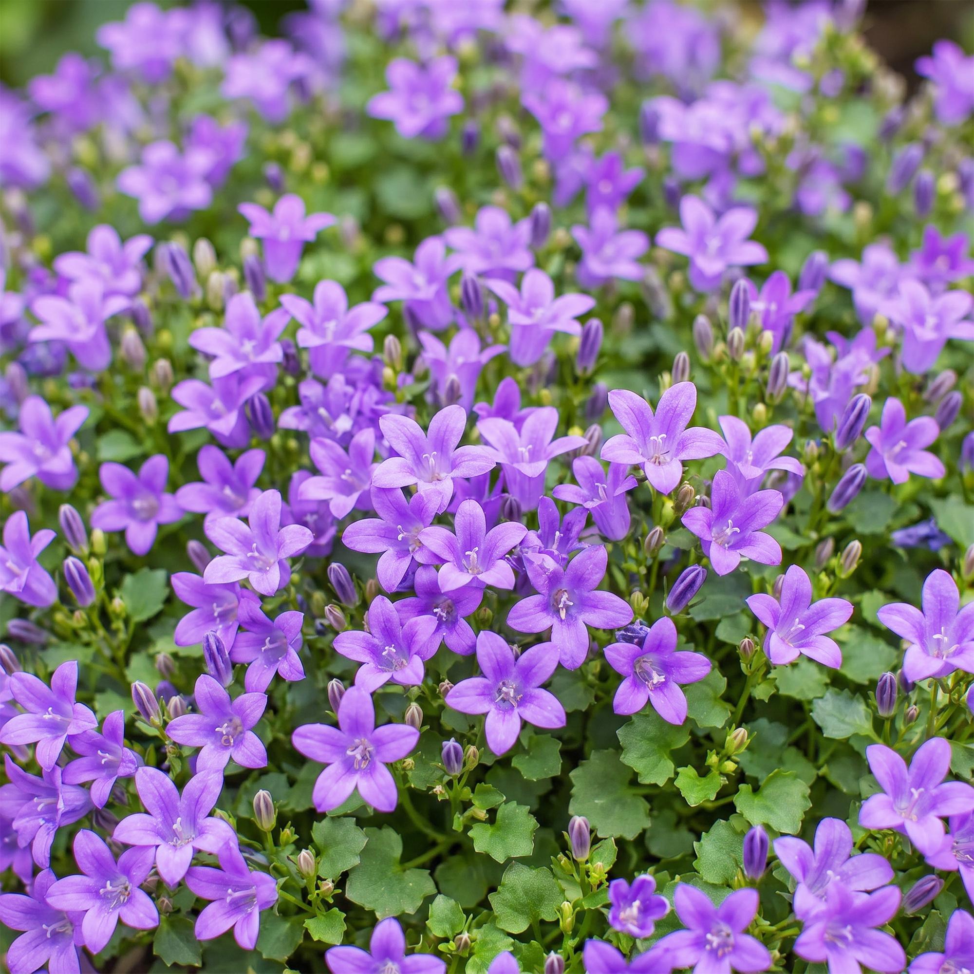 Vasteplant - Campanula portenschlagiana - Perzikbladklokje - Bodembedekkend - Roze - 24 Planten - Pot 11cm - Hoogte 15-25cm