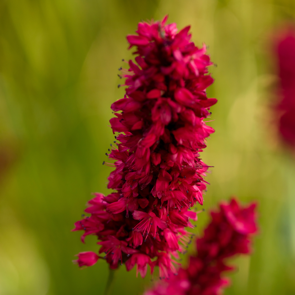6x Persicaria a. 'Blackfield' - ↕10-25cm - Ø9cm