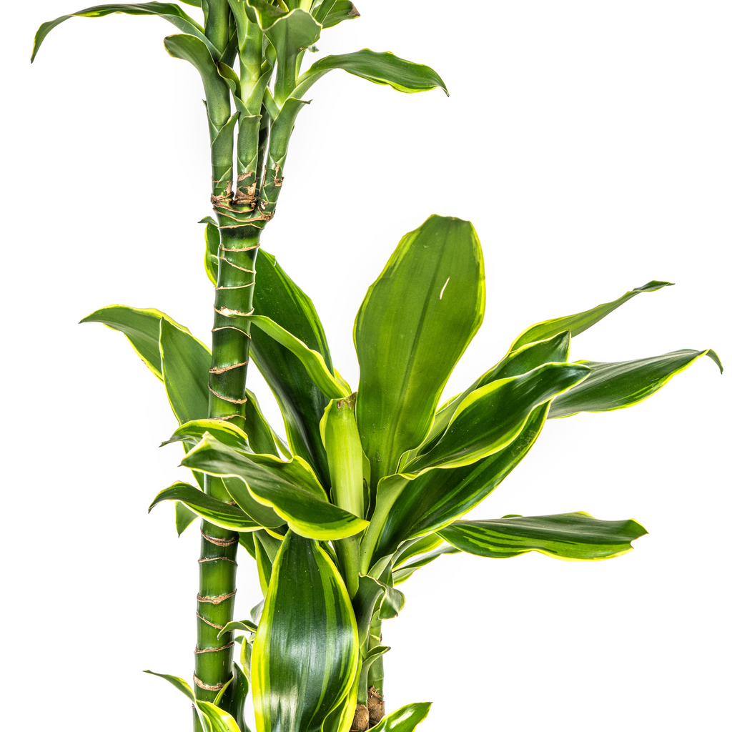 Dracaena Fragrans Golden Coast Ø21cm - ↕90 - 110cm
