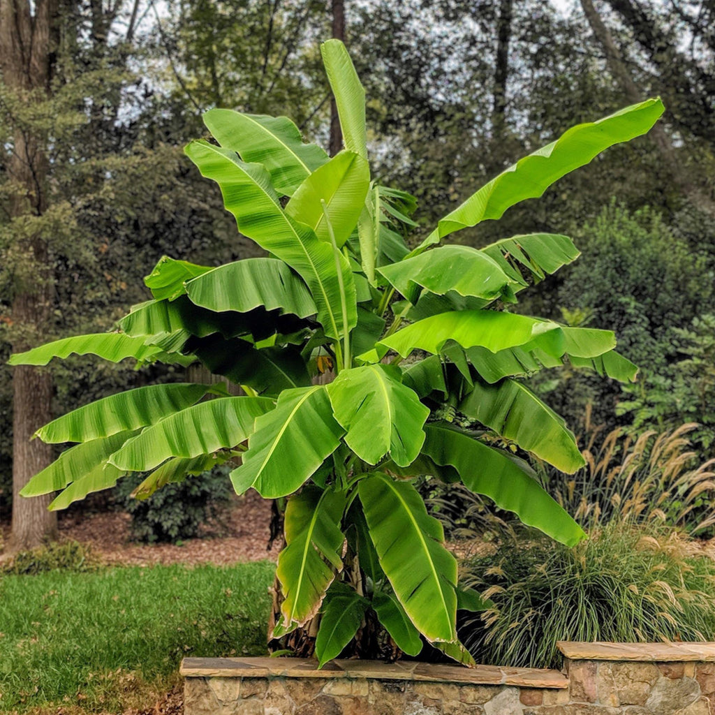 Fruitplant - Musa Basjoo - Bananenboom - Winterhard - Groen - 2 Planten - Pot 15cm - Hoogte 50cm