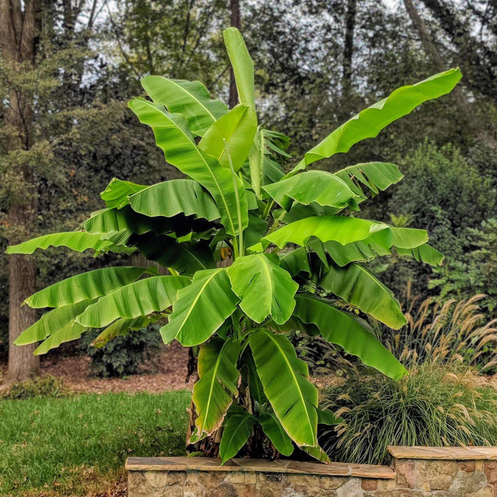 Fruitplant - Musa Basjoo - Bananenboom - Winterhard - Groen - 2 Planten - Pot 15cm - Hoogte 50cm