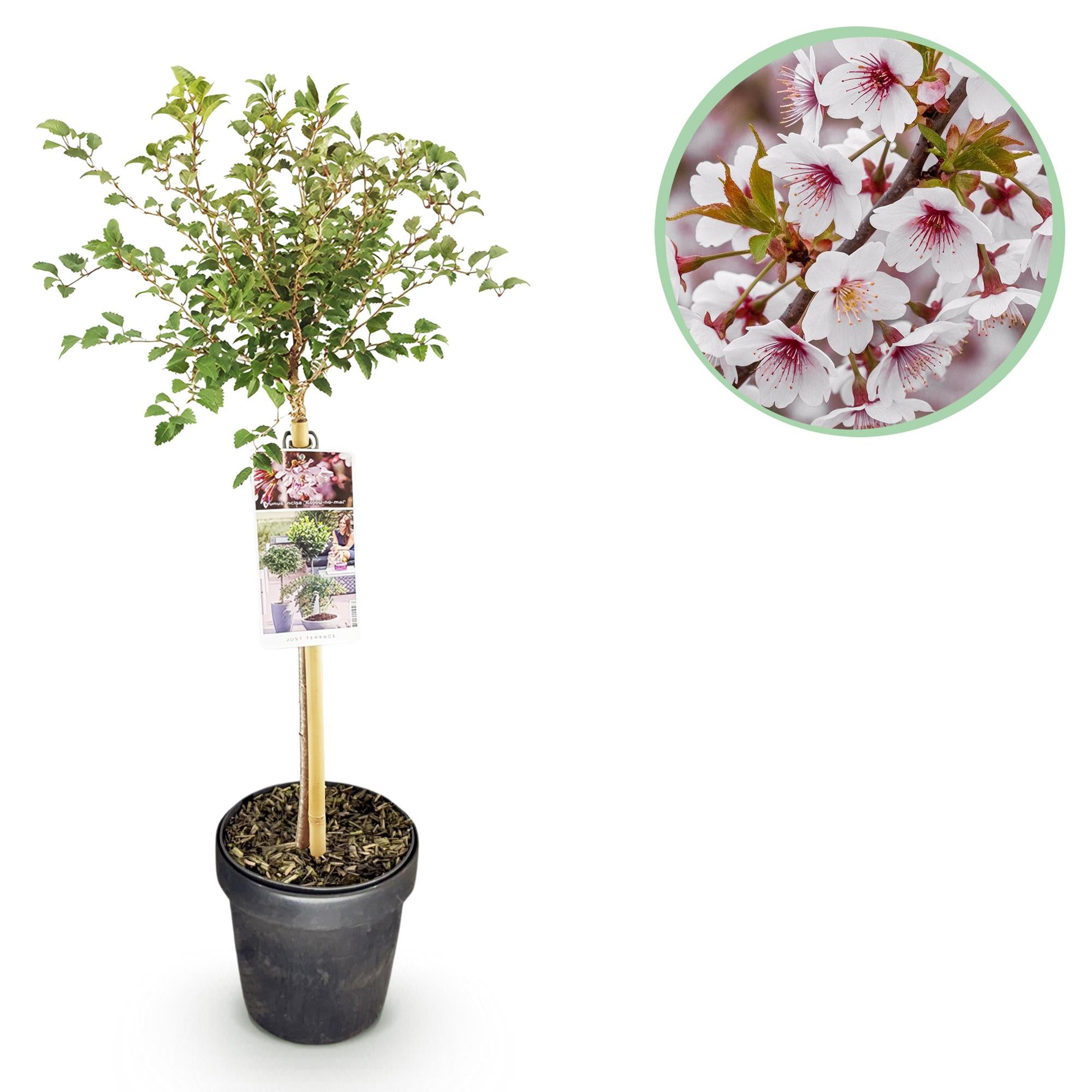 Plant op Stam - Prunus incisa Koujou-no-mai - Terras Plant - Bladverliezend - Winterhard - Witte Bloem - Pot 19cm Hoogte 90cm