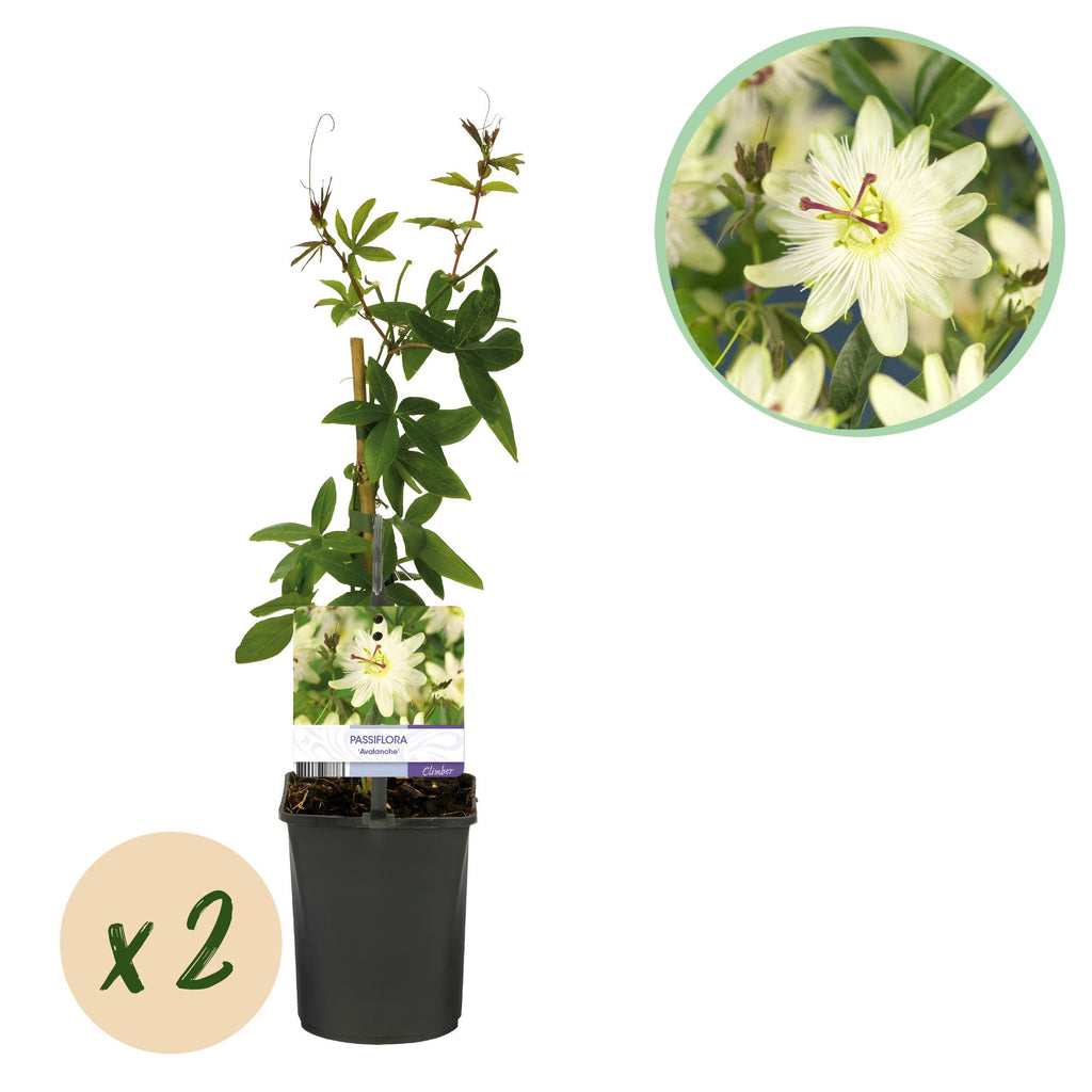 Passiebloem - Passiflora Avalanche  - Bloem  Wit  - Weinig onderhoud - 2 planten - Pot 11cm Hoogte 40cm