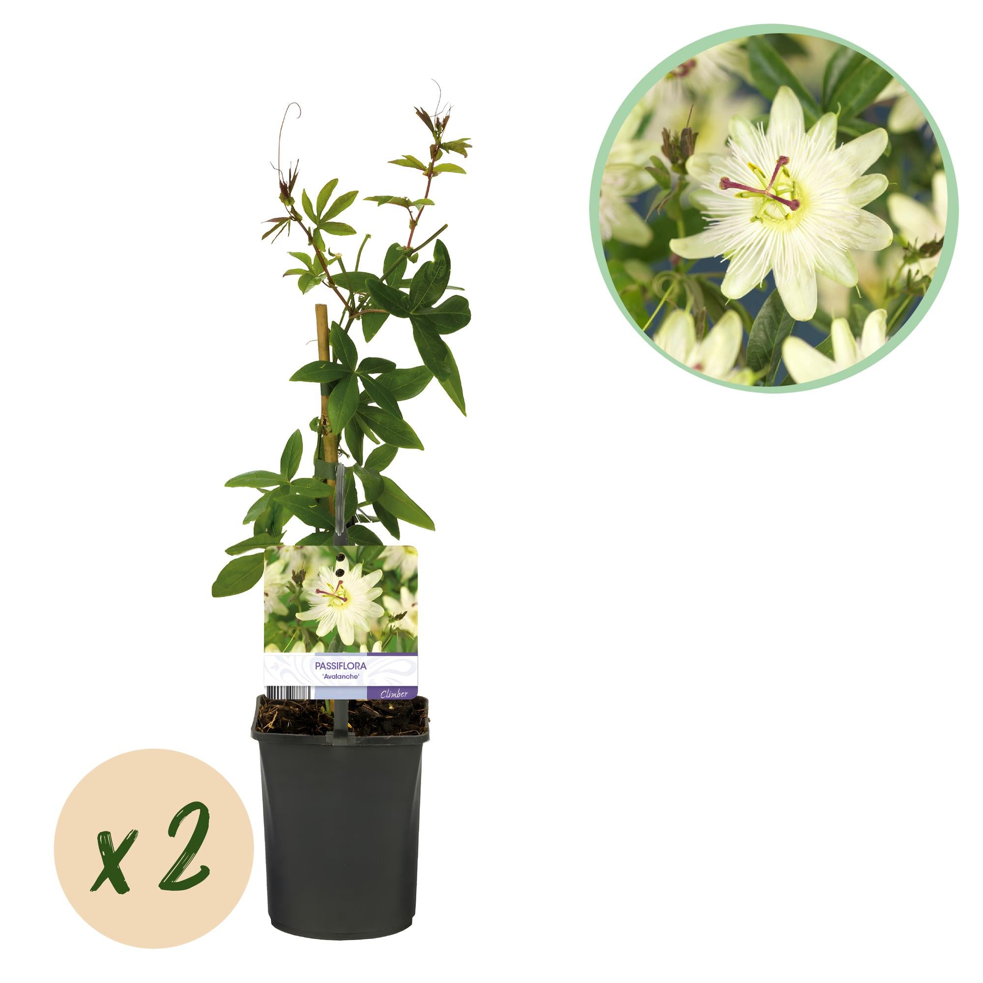 Passiebloem - Passiflora Avalanche  - Bloem  Wit  - Weinig onderhoud - 2 planten - Pot 11cm Hoogte 40cm