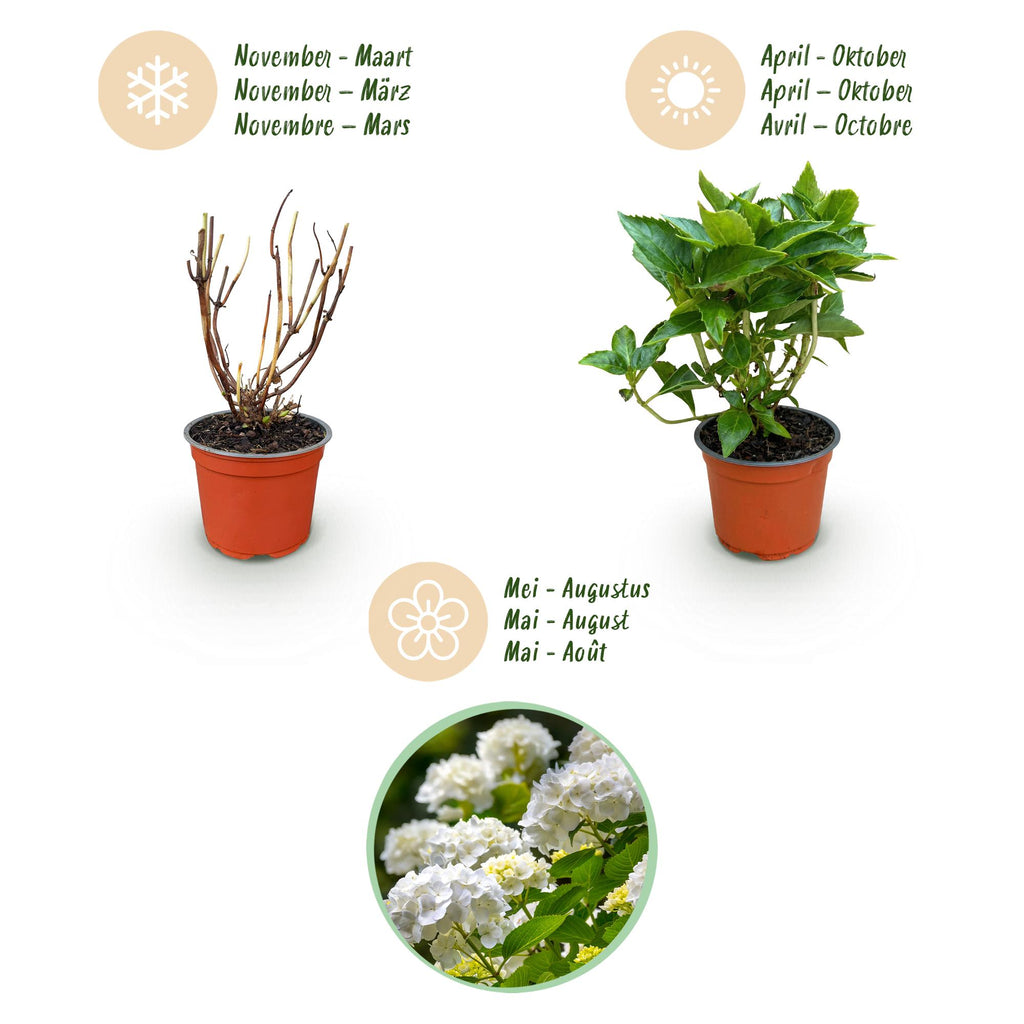 Tuinplant - Hydrangea macrophylla Wit - Hortensia - Winterhard - Wit - 1 Plant - Pot 12cm - Hoogte Hoogte 20-30cm