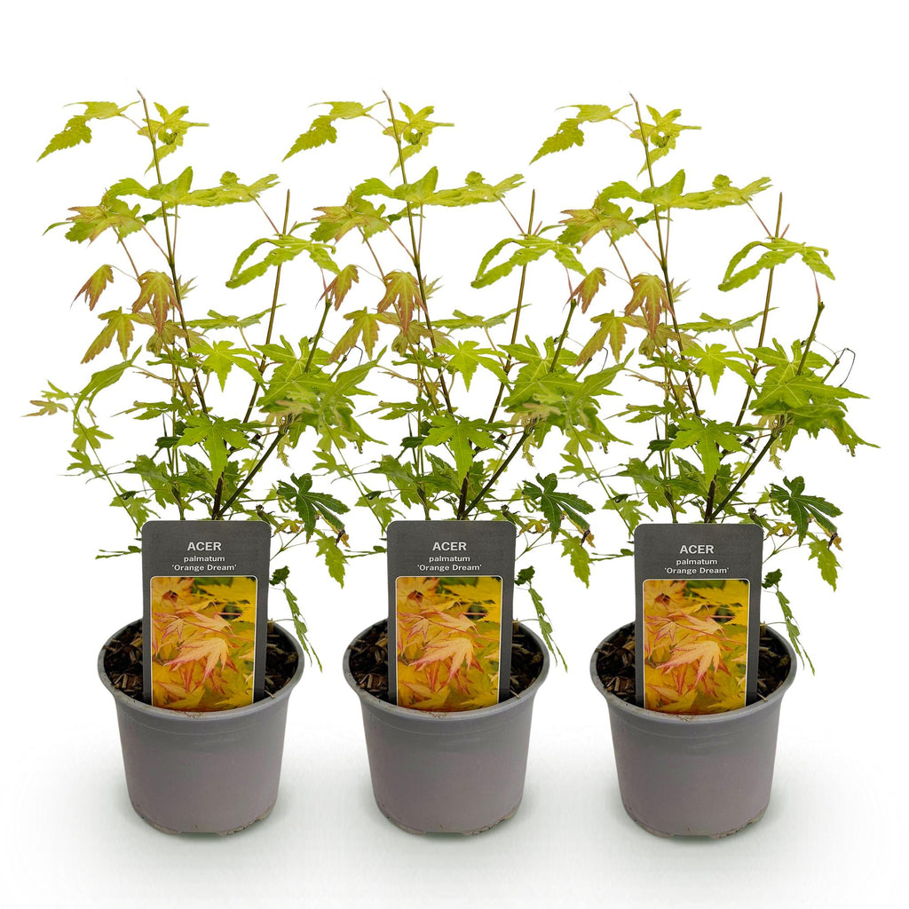 Tuinplant - Acer palmatum Orange Dream - Oranje - 3 Planten - Bladverliezend - Weinig Onderhoud - Pot 12cm Hoogte 35cm