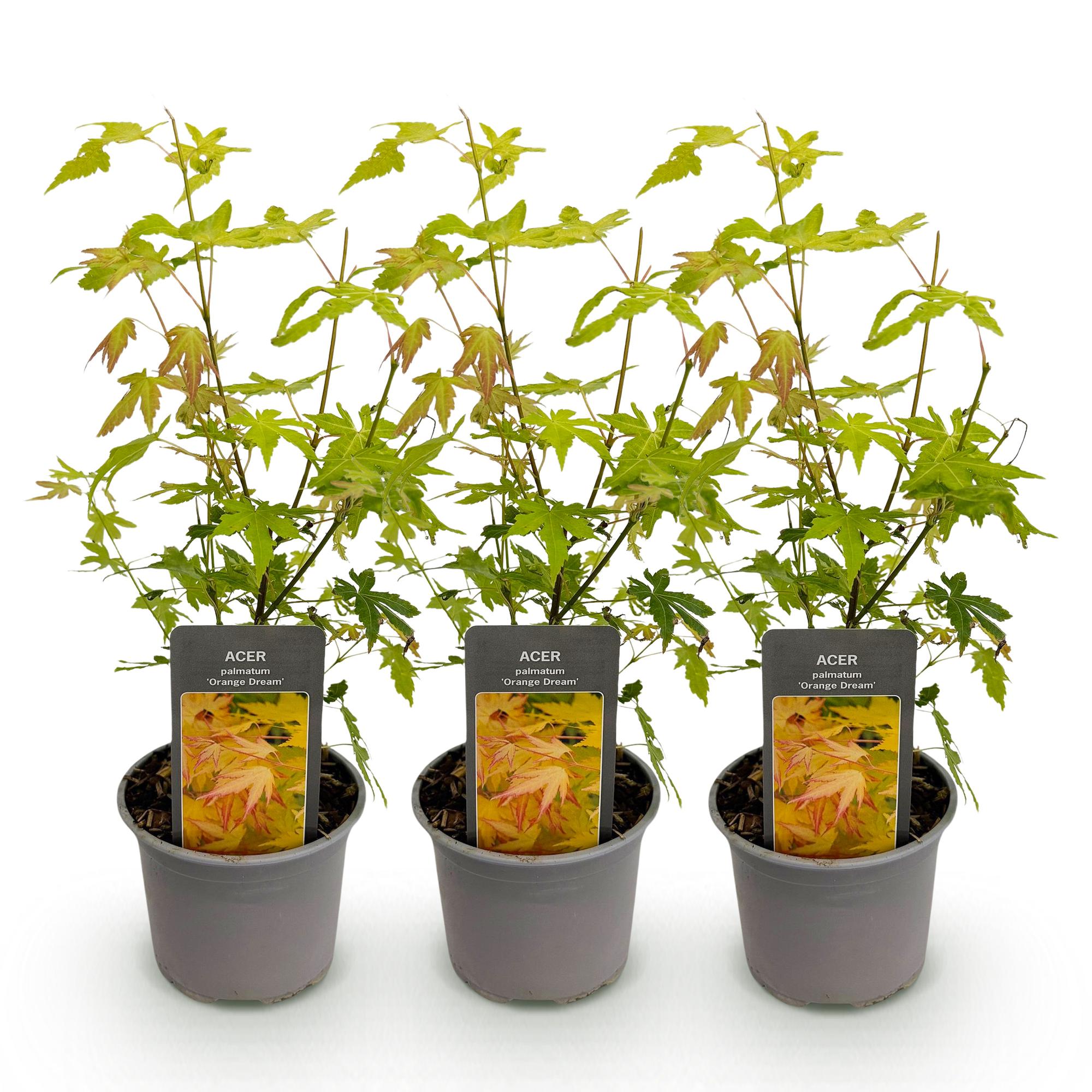 Tuinplant - Acer palmatum Orange Dream - Oranje - 3 Planten - Bladverliezend - Weinig Onderhoud - Pot 12cm Hoogte 35cm