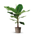 Bananenplant (Musa) - 140cm