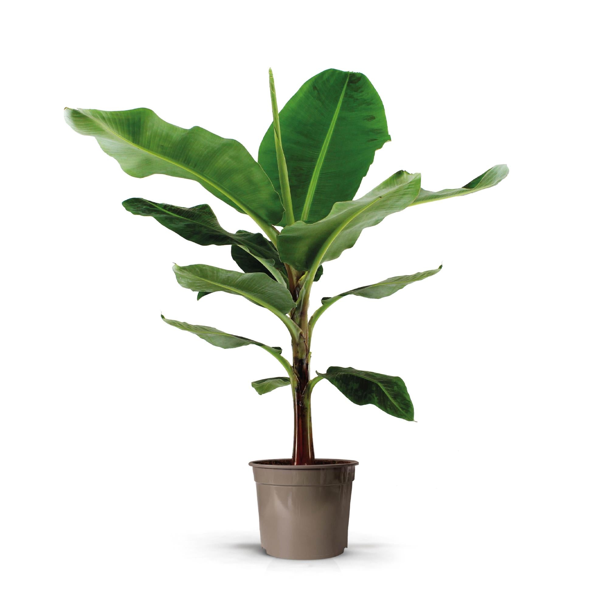 Bananenplant (Musa) - 140cm
