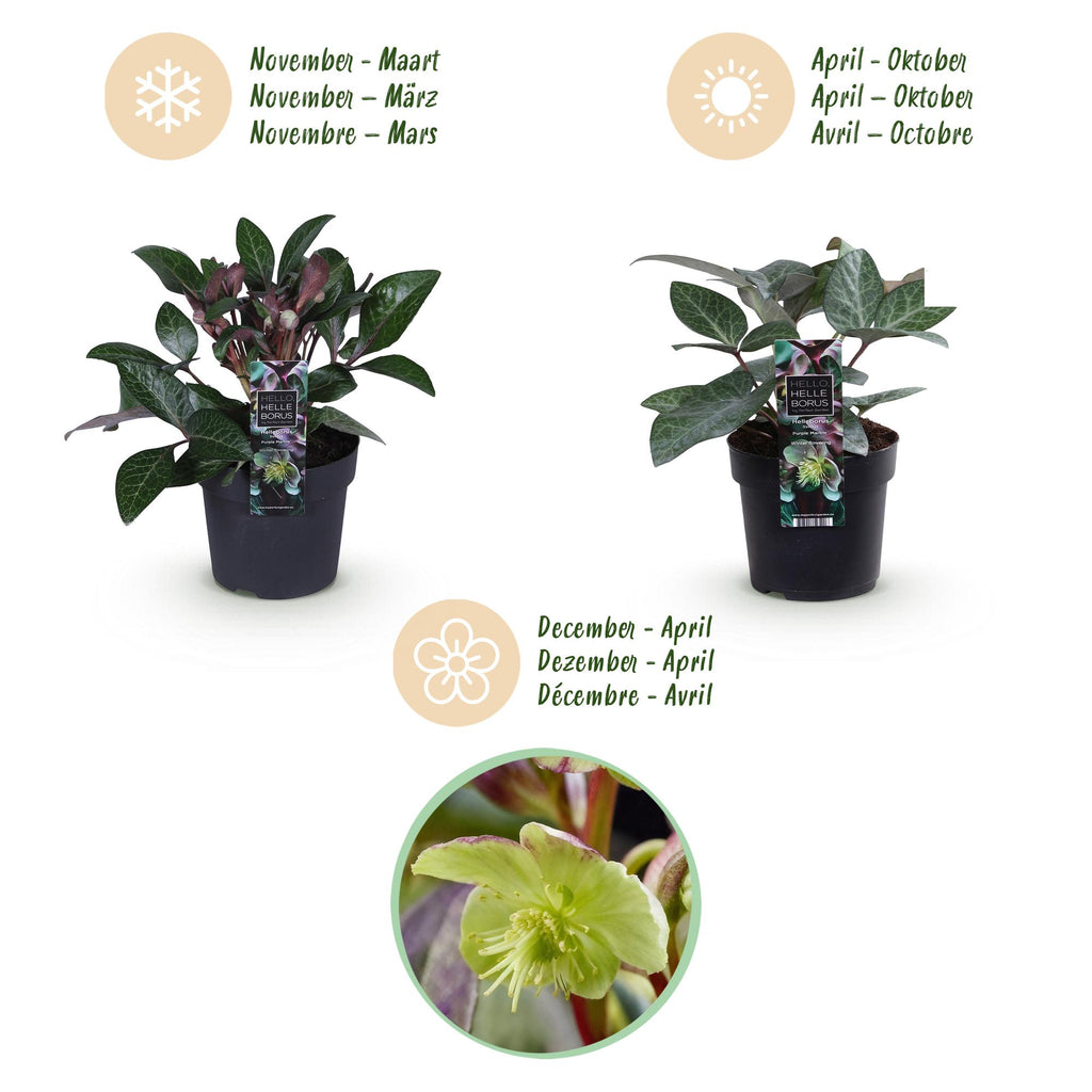 Tuinplant - Lenten Rose - Helleborus lividus Purple Marble - Paarse Bloem -1 Plant - Groenblijvend - Pot 14cm Hoogte 35cm