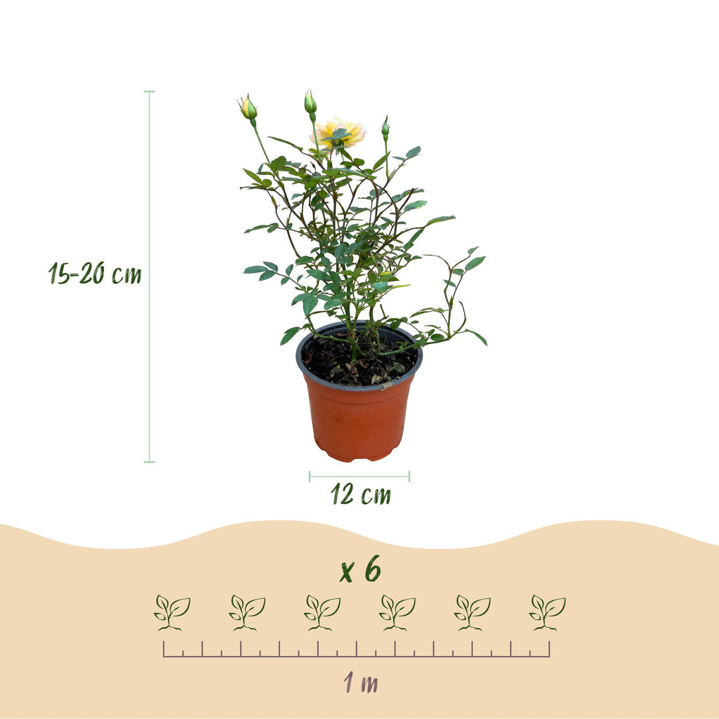 Tuin Roos - Rosa Tricolor Fairy - Roos - Winterhard - Geel-Roze - 3 Planten - Pot 12cm - Hoogte Hoogte 20-25cm