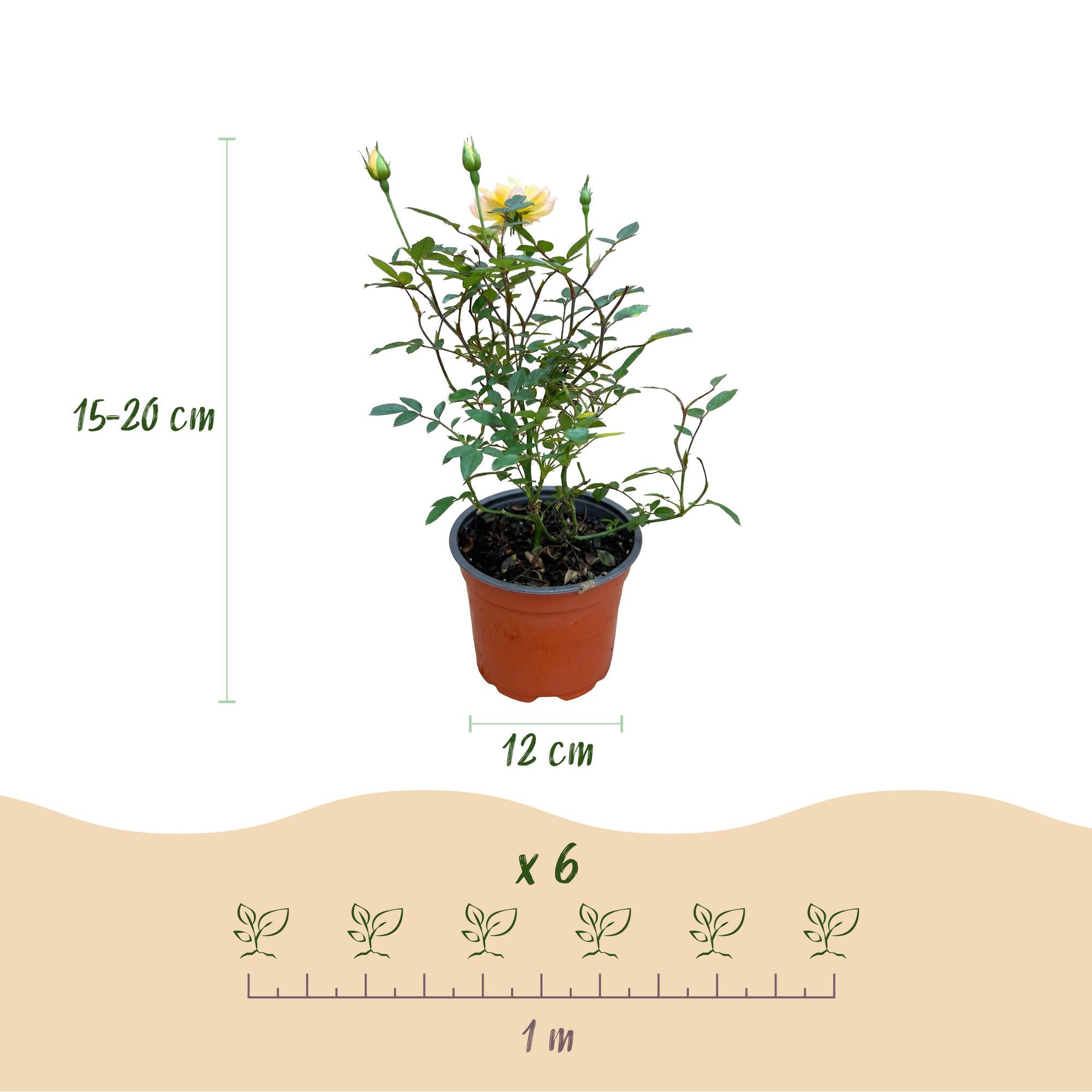 Tuin Roos - Rosa Tricolor Fairy - Roos - Winterhard - Geel-Roze - 3 Planten - Pot 12cm - Hoogte Hoogte 20-25cm