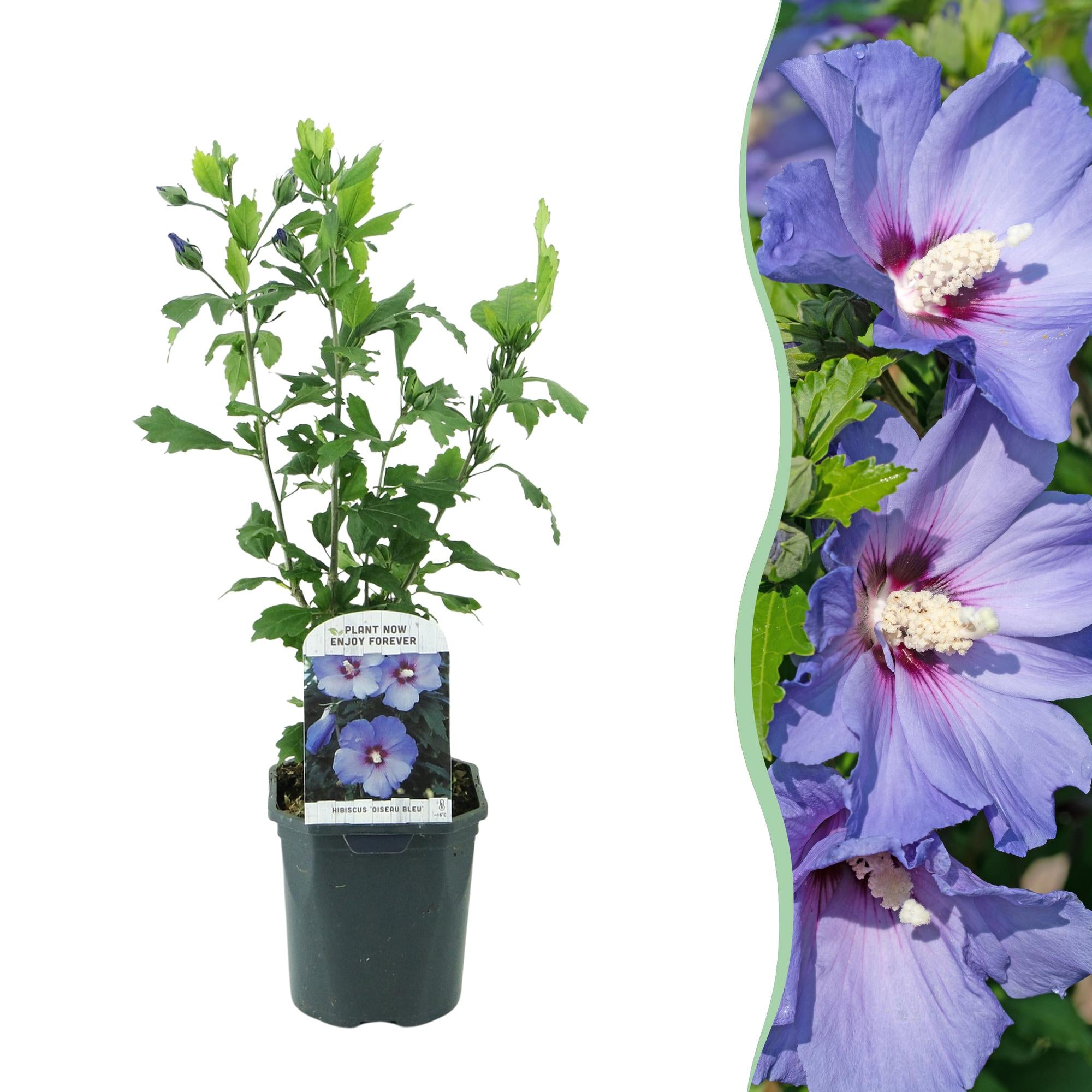 Heesters - Hibiscus syriacus Oiseau Blue - Bloem Blauw - 1 Plant - Bladverliezend - Weinig Onderhoud - Pot 17cm Hoogte 45cm