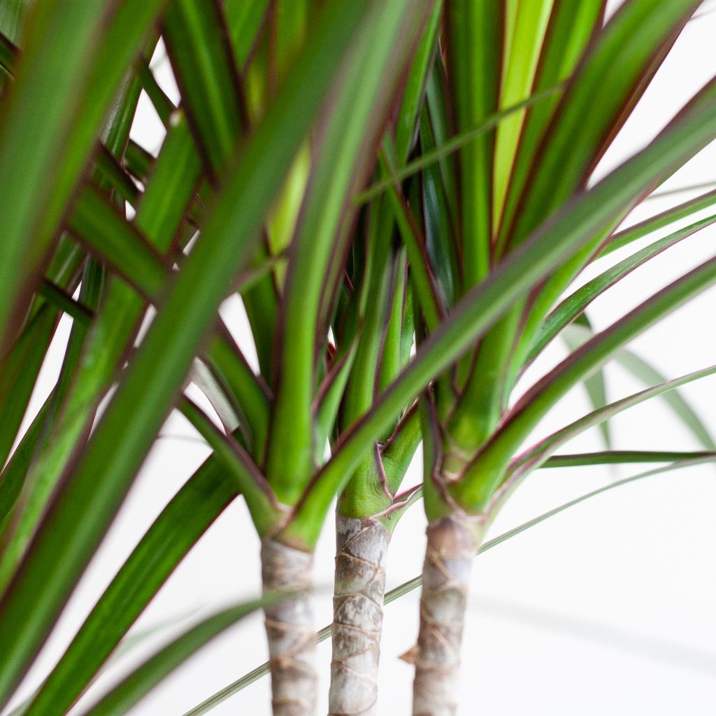 Dracaena Marginata met Potter wit - 95cm - Ø21