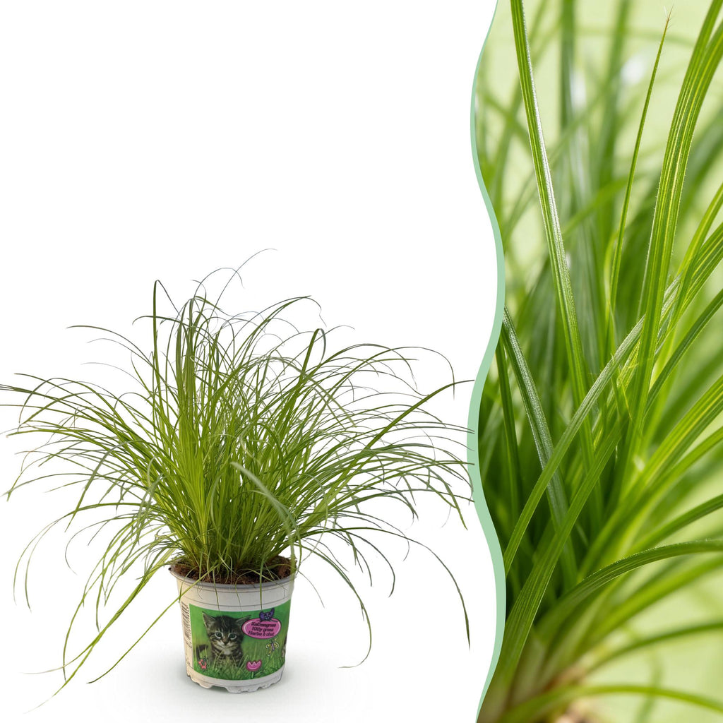 Kamerplant - Cyperus alternifolius Zumula - Kattengras - Huisdiervriendelijke Plant - Groen - 1 Plant - Pot 12cm - Hoogte 20cm