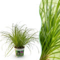 Kamerplant - Cyperus alternifolius Zumula - Kattengras - Huisdiervriendelijke Plant - Groen - 1 Plant - Pot 12cm - Hoogte 20cm