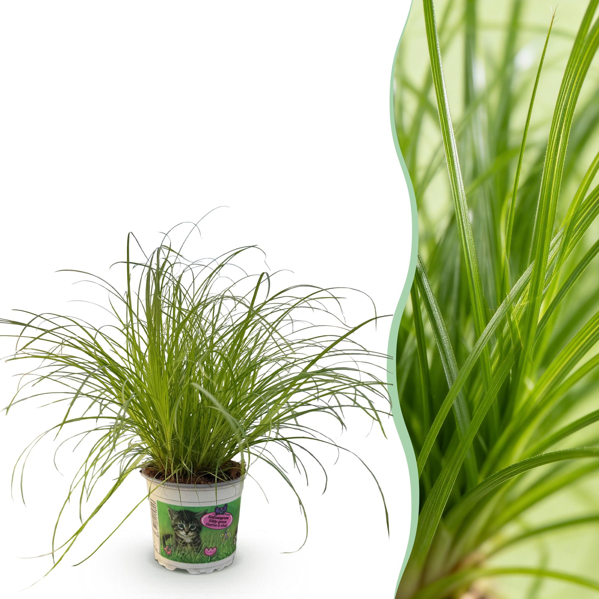 Kamerplant - Cyperus alternifolius Zumula - Kattengras - Huisdiervriendelijke Plant - Groen - 1 Plant - Pot 12cm - Hoogte 20cm