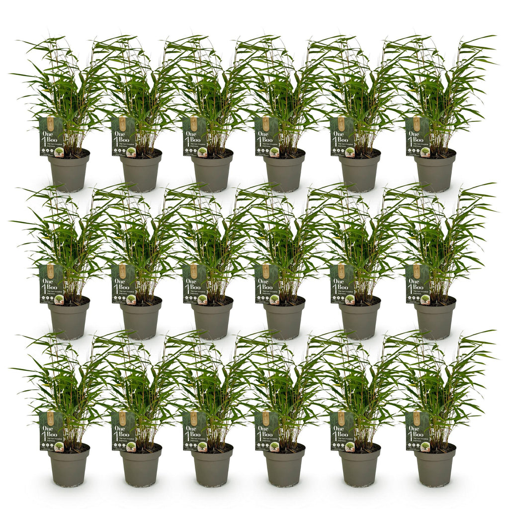 Bamboe - Fargesia Rufa - Bladhoudend - Niet Woekerend - Groen - 18 Planten - Pot 14cm - Hoogte 35cm