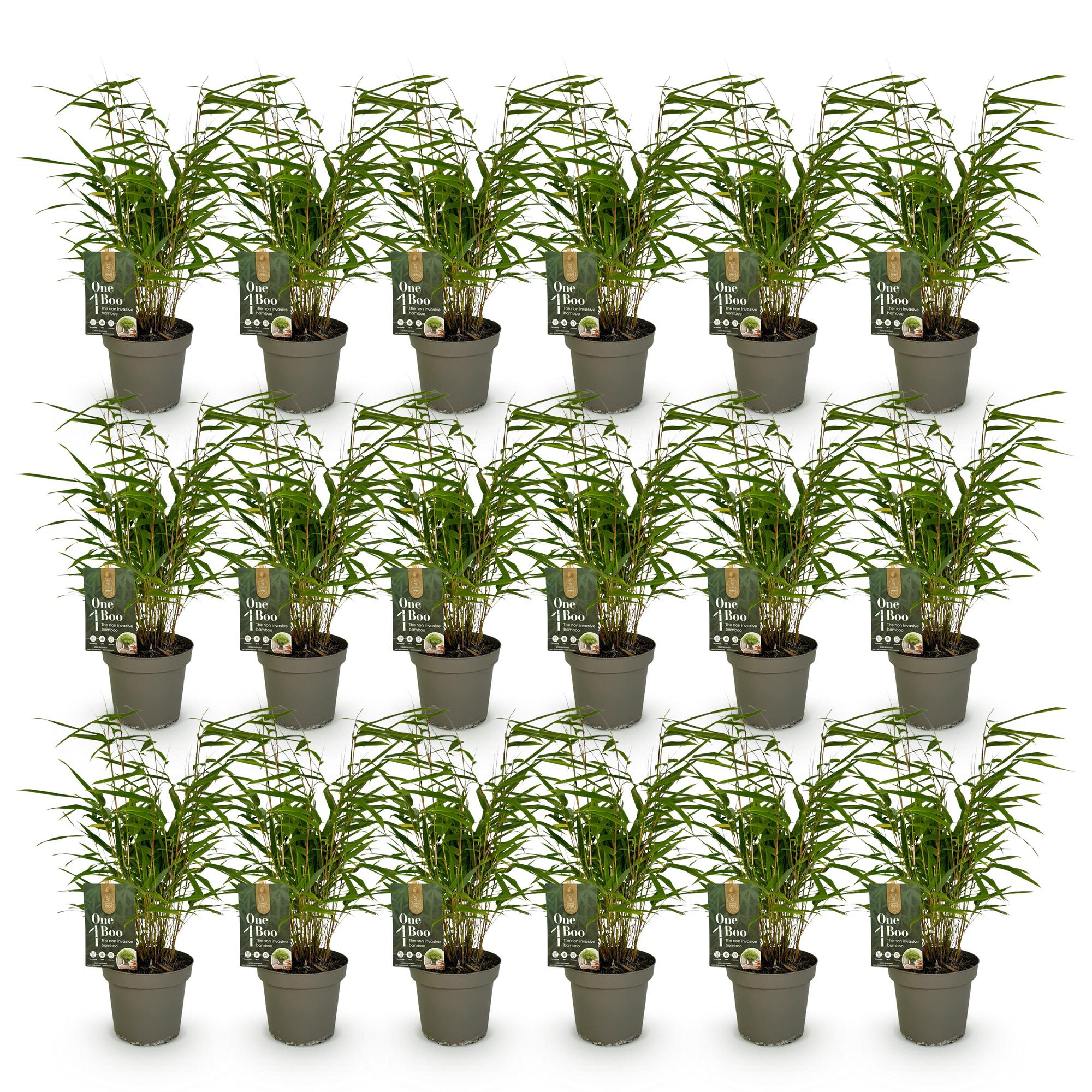 Bamboe - Fargesia Rufa - Bladhoudend - Niet Woekerend - Groen - 18 Planten - Pot 14cm - Hoogte 35cm