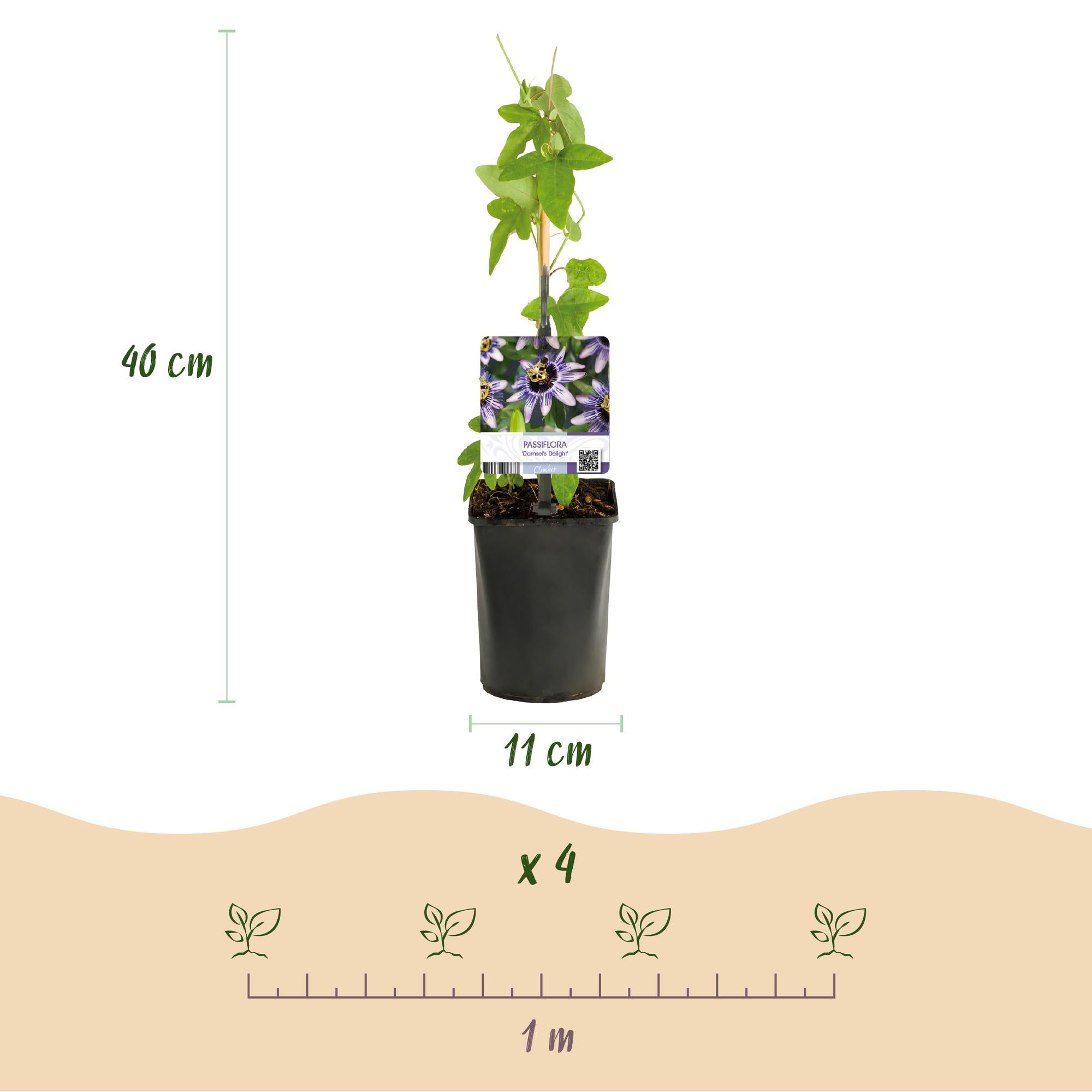 Passiebloem - Passiflora Tricolour  - Bloem Roze Wit Paars - Weinig onderhoud - 3 planten - Pot 11cm Hoogte 40cm
