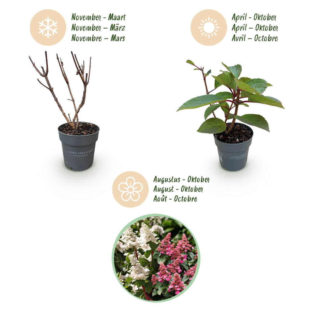 Tuinplant - Hydrangea panniculata Living Infinity - Pluimhortensia - Winterhard - Wit - 3 Planten - Pot 12cm - Hoogte Hoogte 20-30cm