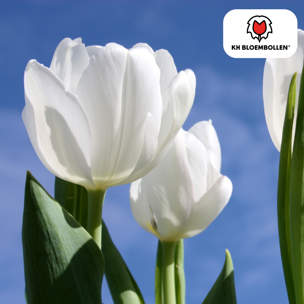 Tulpenbollen Catherina – 20 Stuks | KH Bloembollen® | Zuiver Witte Tulp – Tijdloos & Elegant – Voor Tuin of Pot – Maat 11/12 – Vers van de Teler