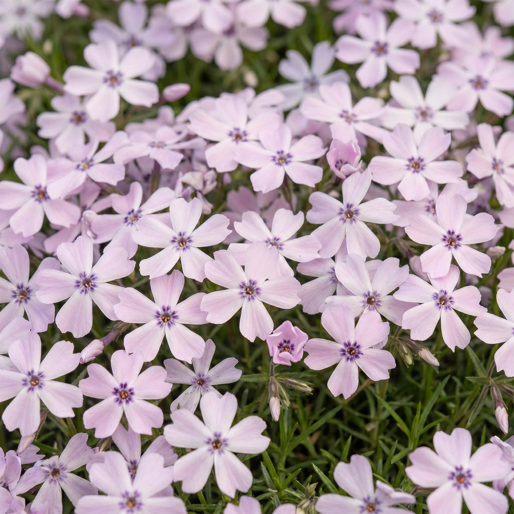Vasteplant - Phlox Benita - Vlambloem - Bodembedekkend - Blauw - 6 Planten - Pot 11cm - Hoogte 15-25cm