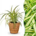 Kamerplant - Chlorophytum comosum Variegatum - Bonte Graslelie - Huisdiervriendelijke Plant - Groen - 1 Plant - met Mand - Pot 12cm - Hoogte 20cm