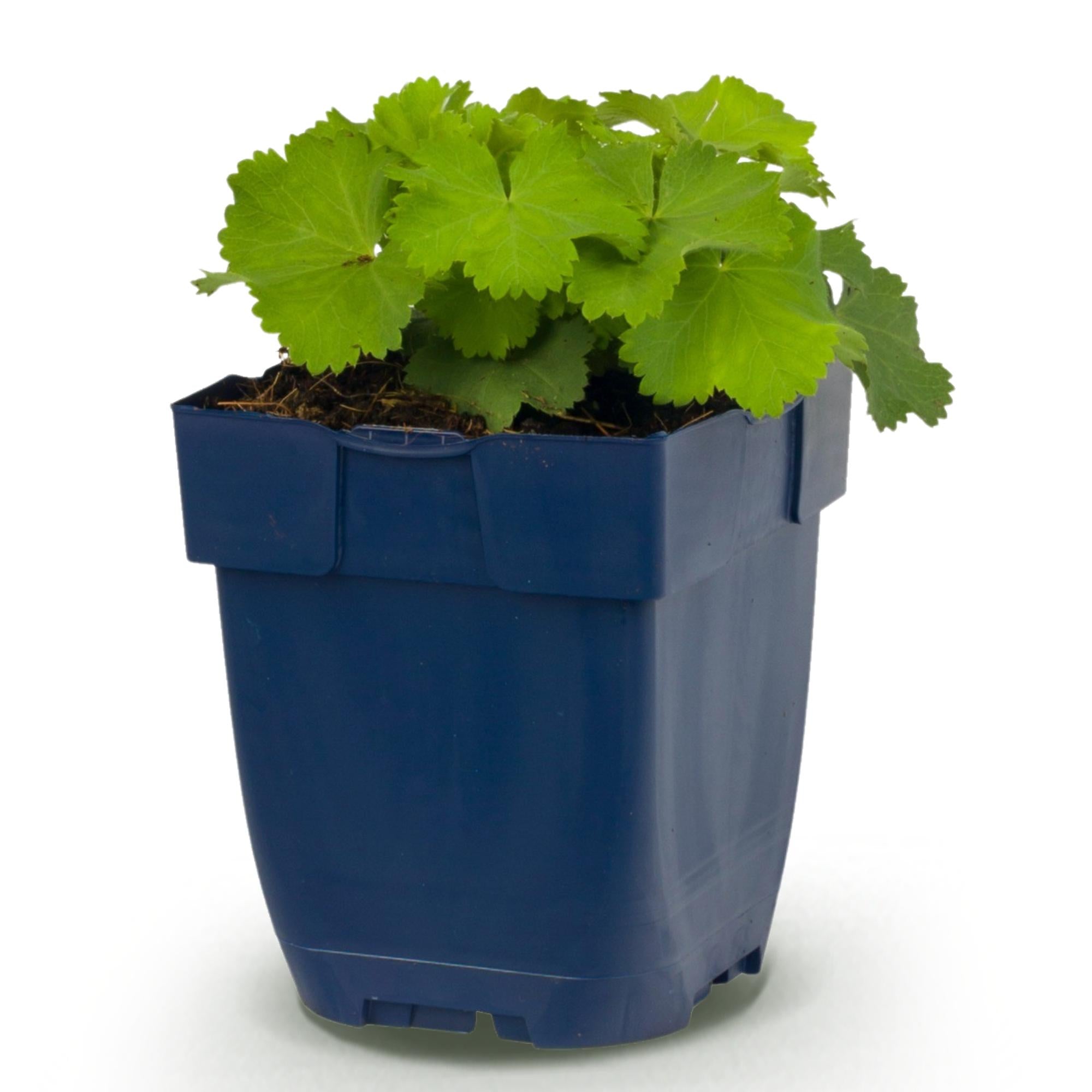 Vasteplant - Alchemilla mollis - Vrouwenmantel - Bodembedekkend - Geel - 1 Plant - Pot 11cm - Hoogte 15-25cm