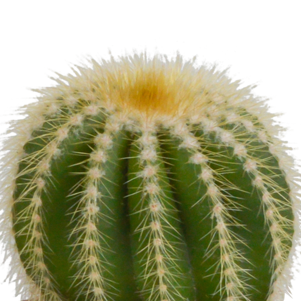 Cactus mix 8.5 cm - 3x - in Mexicaanse pot