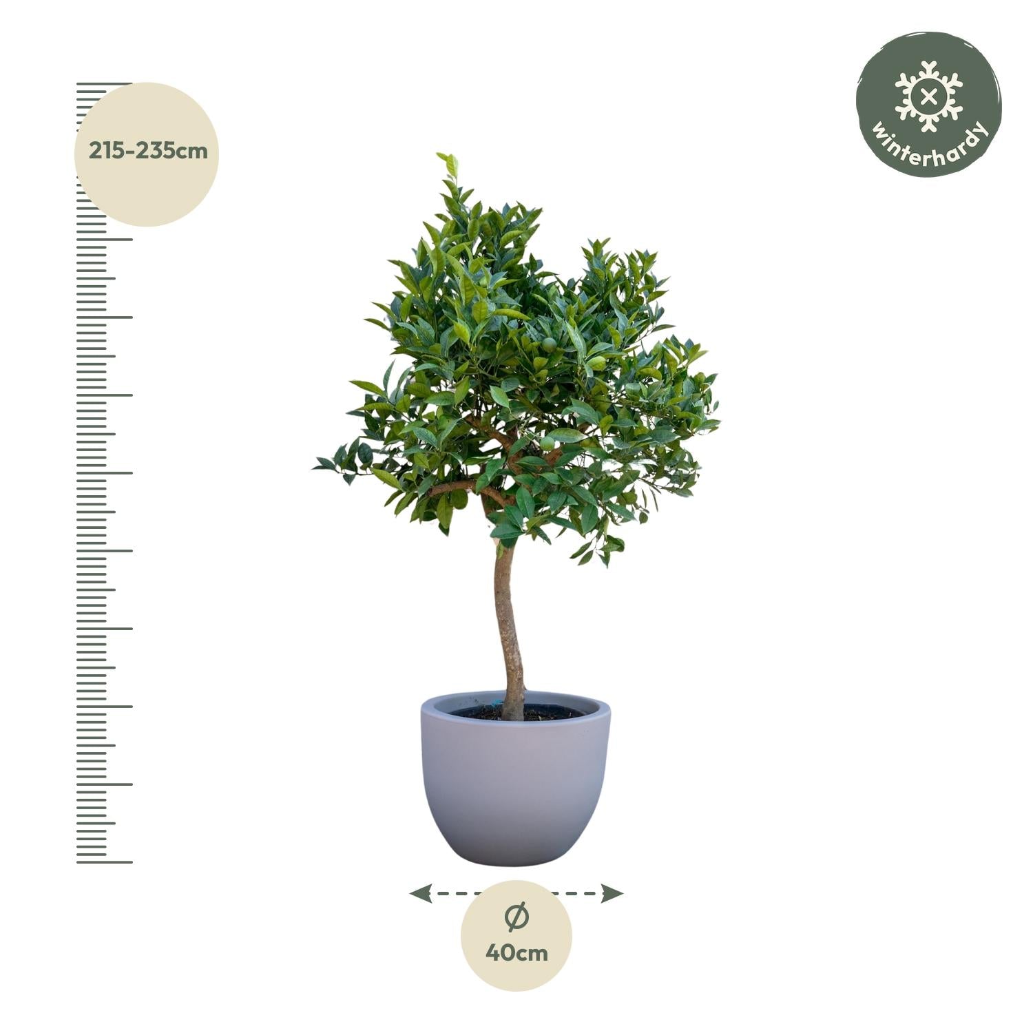 Sinaasappelboom - 200 cm - ø35