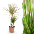 Green is... Kamerplanten - Dracaena Marginata Bicolor - Drakenbloedboom - Weinig onderhoud - Groen - 1 Plant - Pot 17cm - Hoogte 70-75cm