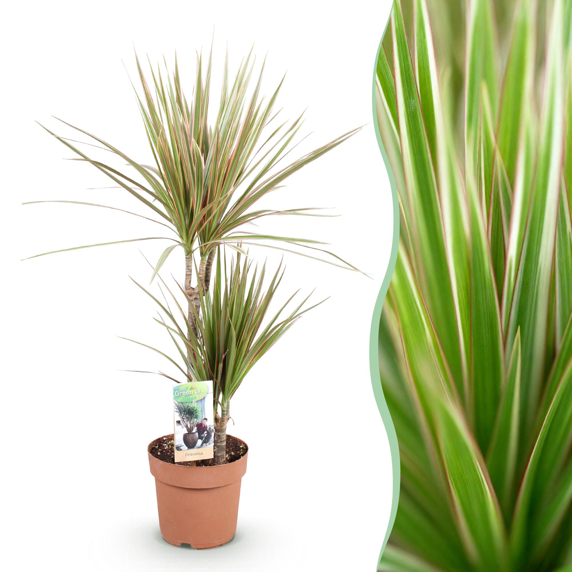 Green is... Kamerplanten - Dracaena Marginata Bicolor - Drakenbloedboom - Weinig onderhoud - Groen - 1 Plant - Pot 17cm - Hoogte 70-75cm