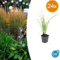 24x Calamagrostis acut. 'Karl Foerster'  - ↕10-25cm - Ø9cm