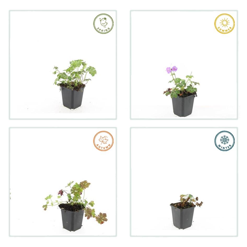 24x Geranium cant. 'Cambridge' - ↕10-25cm - Ø9cm