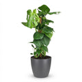 Kamerplant - Gatenplant - Monstera Deliciosa mosstok - Groen - Weinig onderhoud - 1 Plant - met Potter Grijs - Pot 19cm - Hoogte 90cm