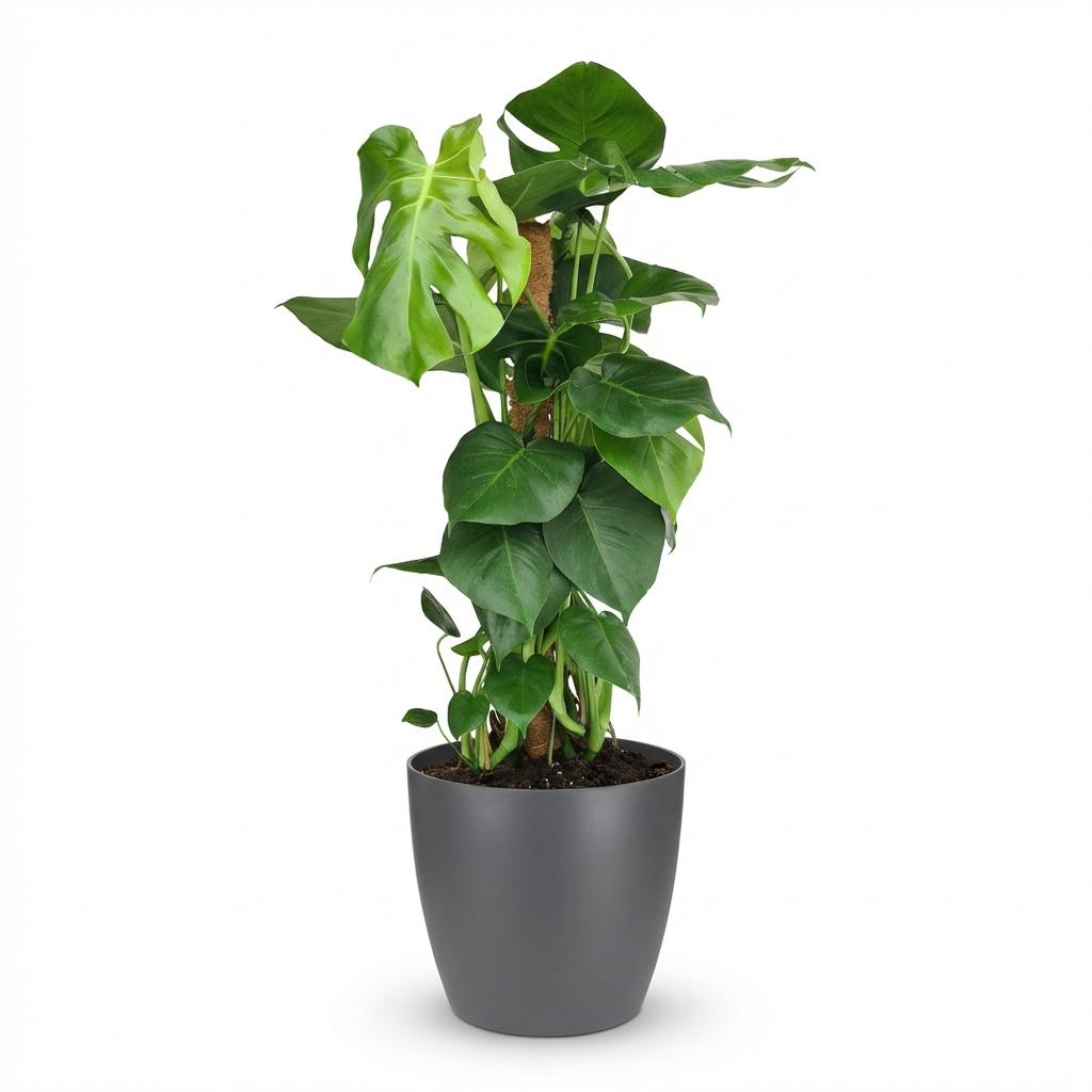 Kamerplant - Gatenplant - Monstera Deliciosa mosstok - Groen - Weinig onderhoud - 1 Plant - met Potter Grijs - Pot 19cm - Hoogte 90cm