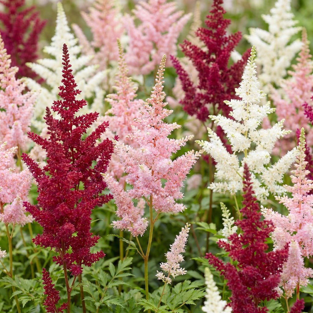 Vasteplant - Astilbe Tricolour - Pluimspirea - Schaduw - Paars - Roze - Wit - 12 Planten - Pot 11cm - Hoogte 15-25cm