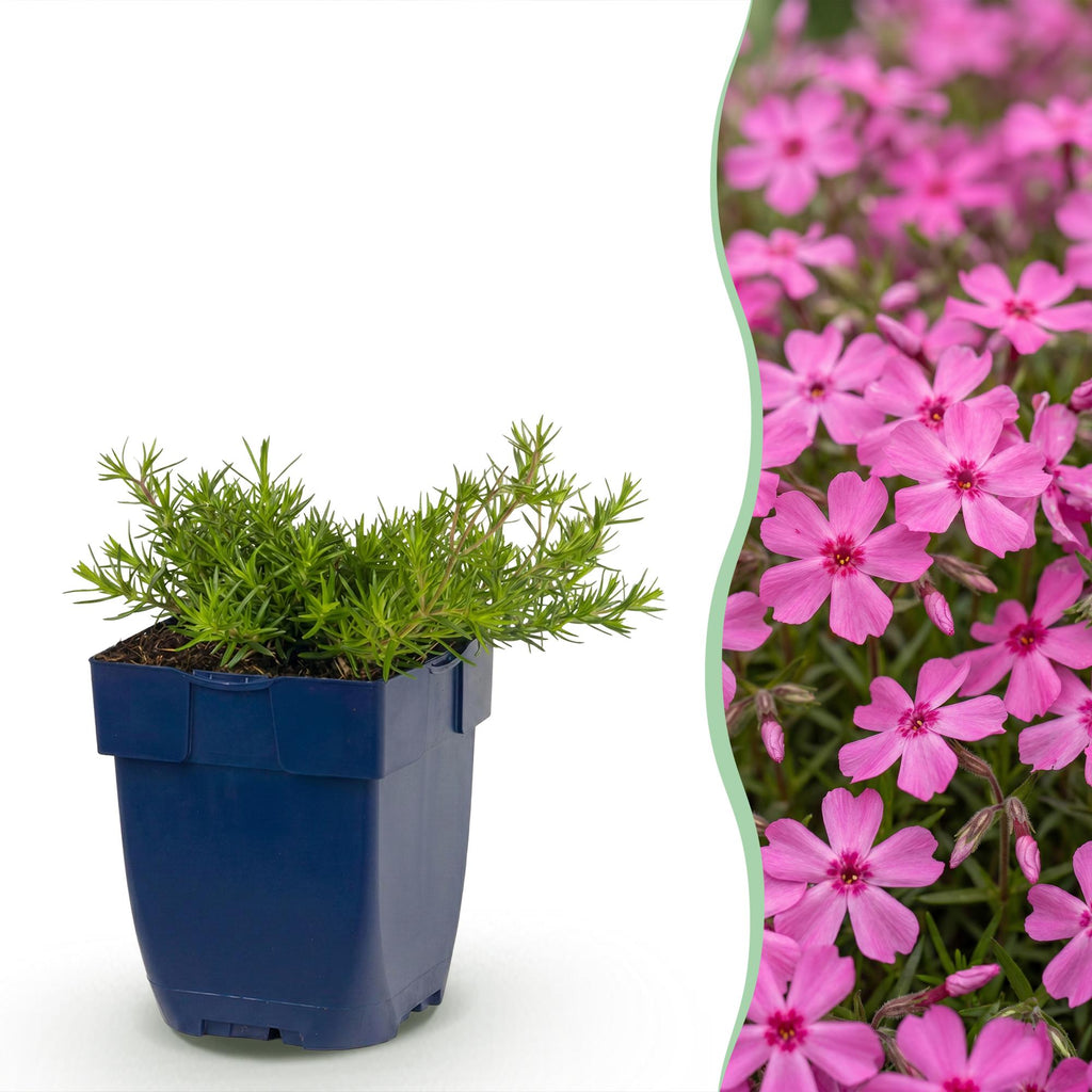 Vasteplant - Phlox MacDaniel's Cushion - Vlambloem - Bodembedekkend - Donker Roze - 3 Planten - Pot 11cm - Hoogte 15-25cm