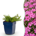 Vasteplant - Phlox MacDaniel's Cushion - Vlambloem - Bodembedekkend - Donker Roze - 3 Planten - Pot 11cm - Hoogte 15-25cm