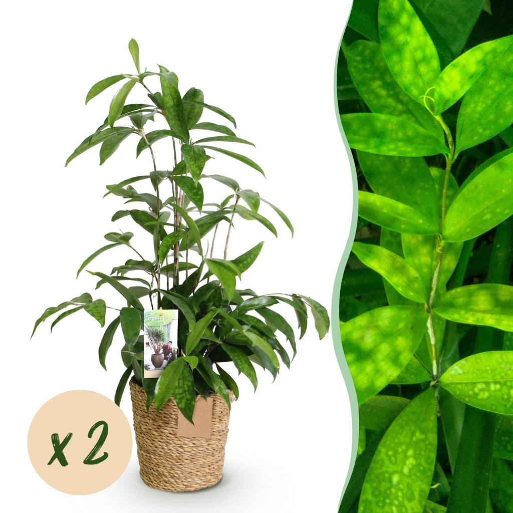 Green is... Kamerplanten - Dracaena surculosa - Drakenbloedboom - Weinig onderhoud - met mand - Groen - 2 Planten - Pot 17cm - Hoogte 60-70cm