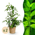 Green is... Kamerplanten - Dracaena surculosa - Drakenbloedboom - Weinig onderhoud - met mand - Groen - 2 Planten - Pot 17cm - Hoogte 60-70cm