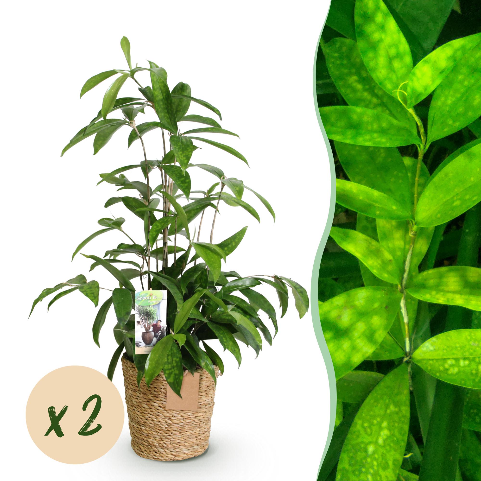 Green is... Kamerplanten - Dracaena surculosa - Drakenbloedboom - Weinig onderhoud - met mand - Groen - 2 Planten - Pot 17cm - Hoogte 60-70cm