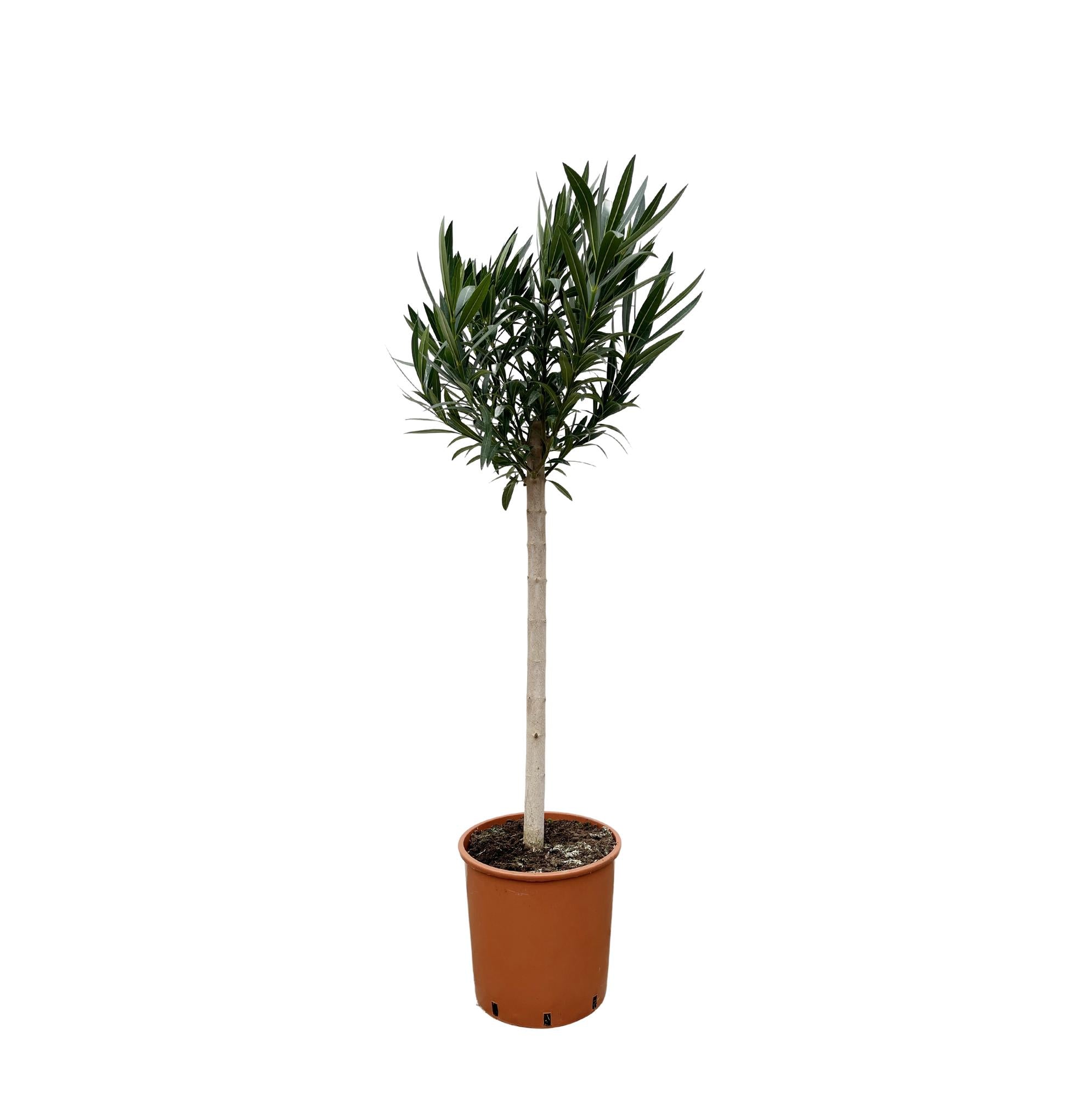 Nerium Oleander op stam met witte bloem - 170cm - Ø30