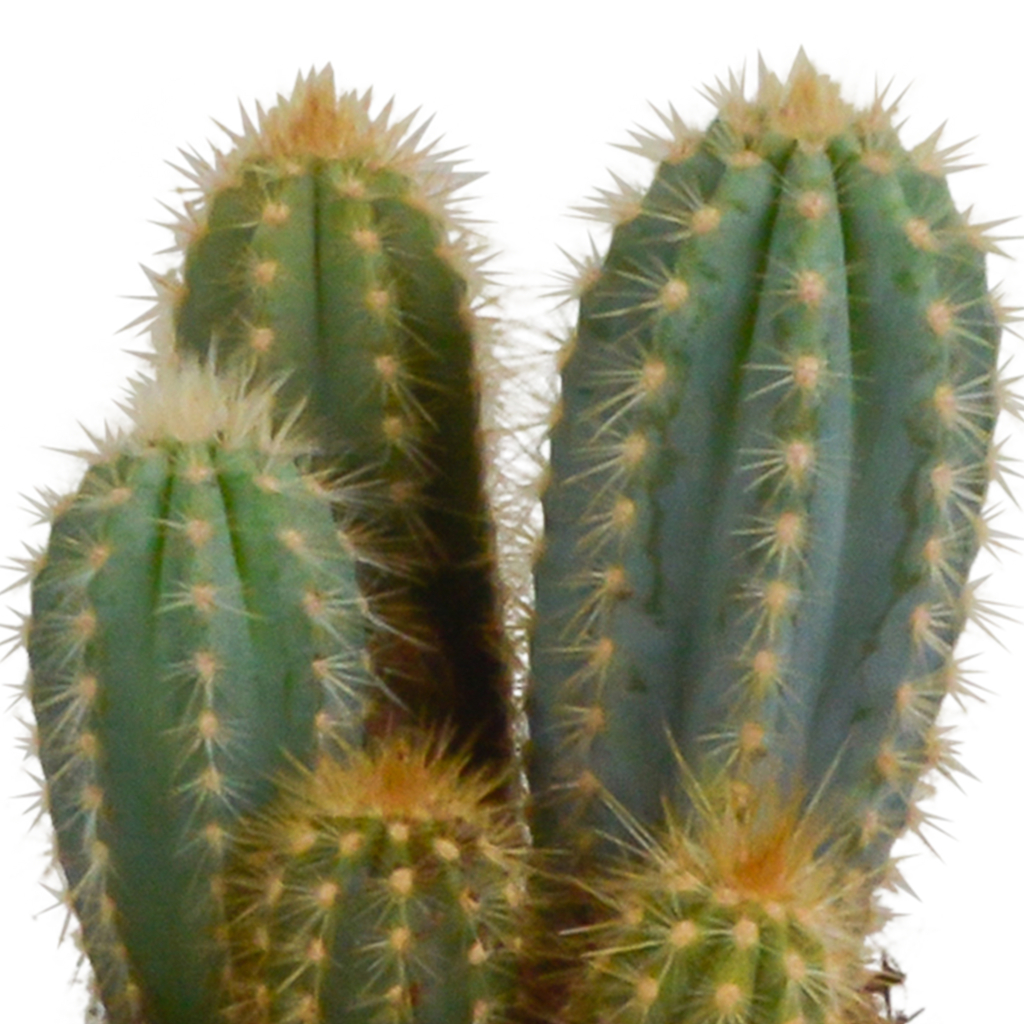 Cereus mix 10,5cm - 3x - in witte pot
