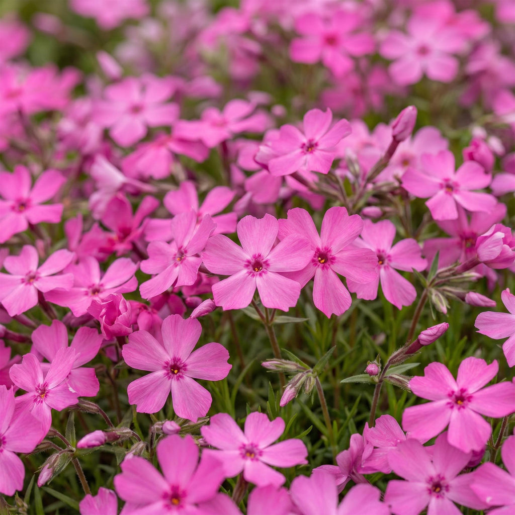 Vasteplant - Phlox MacDaniel's Cushion - Vlambloem - Bodembedekkend - Donker Roze - 1 Plant - Pot 11cm - Hoogte 15-25cm