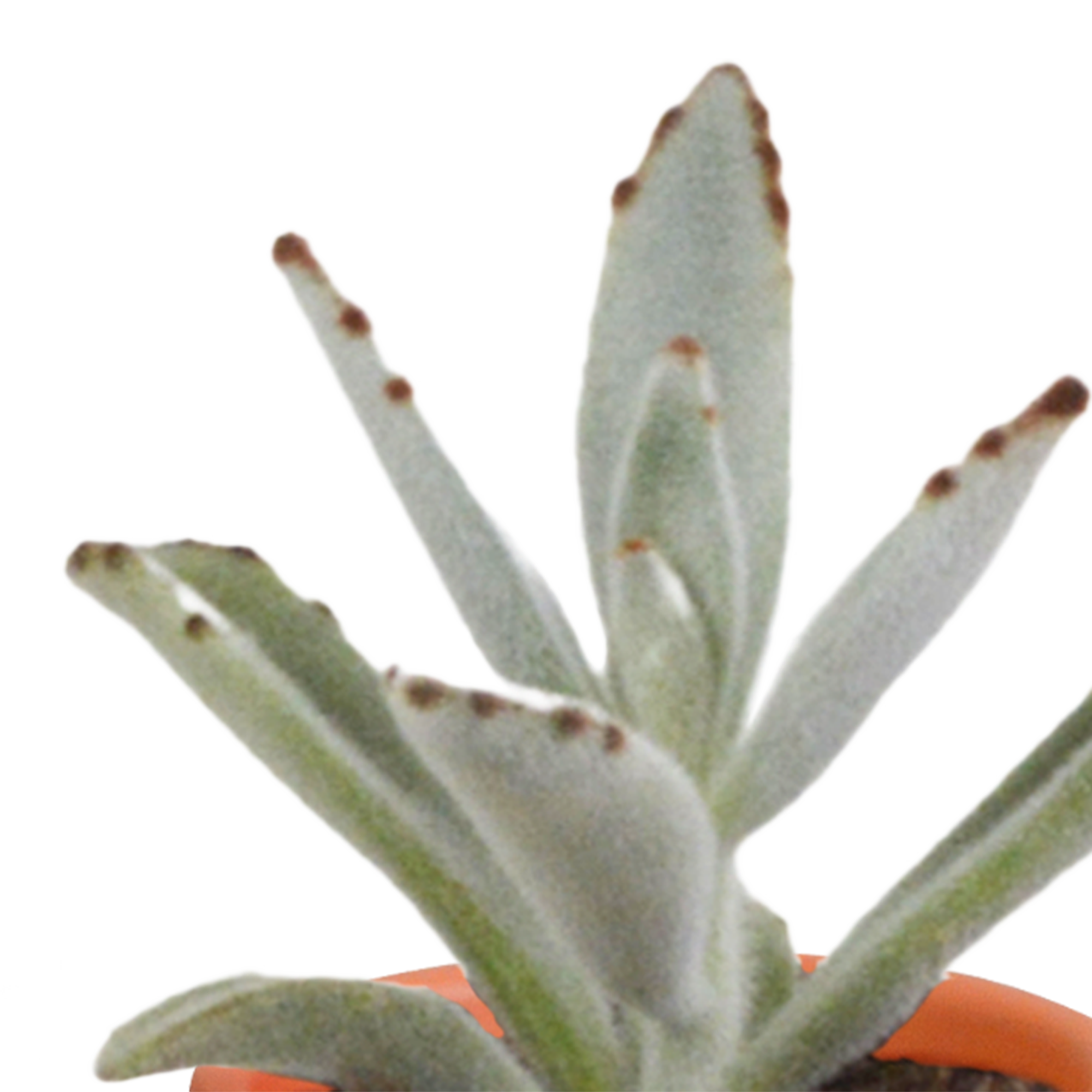 Cactus en vetplanten mix 5.5 cm | 15 stuks - in terracotta pot