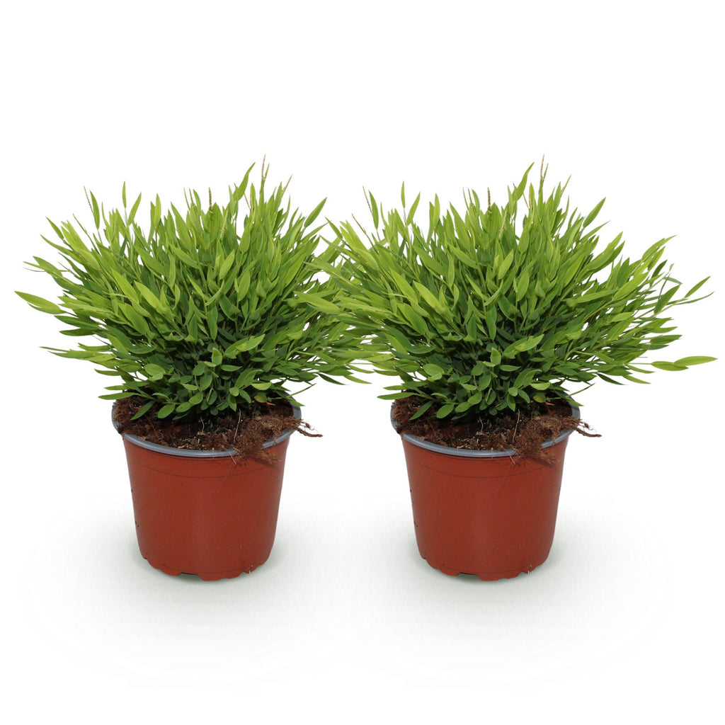Kamerplant - Bamusa Pogonatherum Monica - Bamboegras - Huisdiervriendelijk - Groen - 2 Planten - Pot 12cm - Hoogte 30-35cm