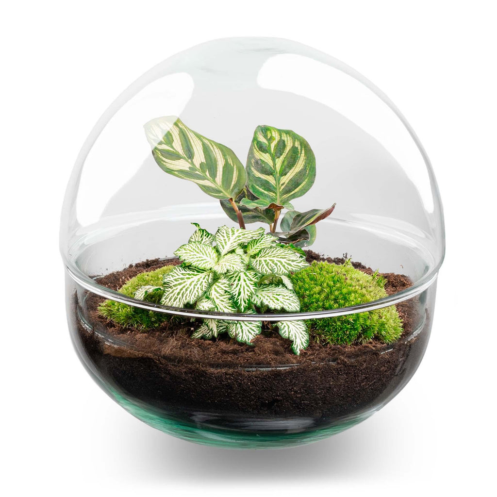 DIY Planten terrarium tweedelig bolglas - Dome - Ø 20 cm ↑ 20 cm - Rake + Shovel + Tweezer